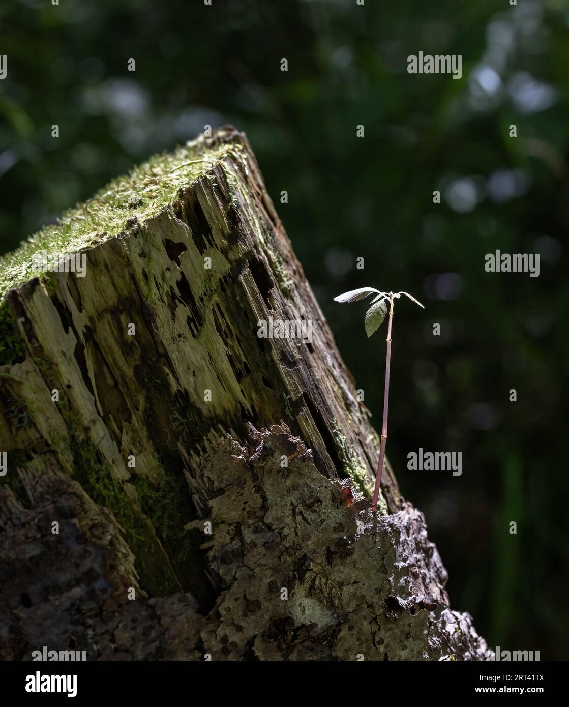A new sprig growing out of a moss covered tree stump in the forest ...
