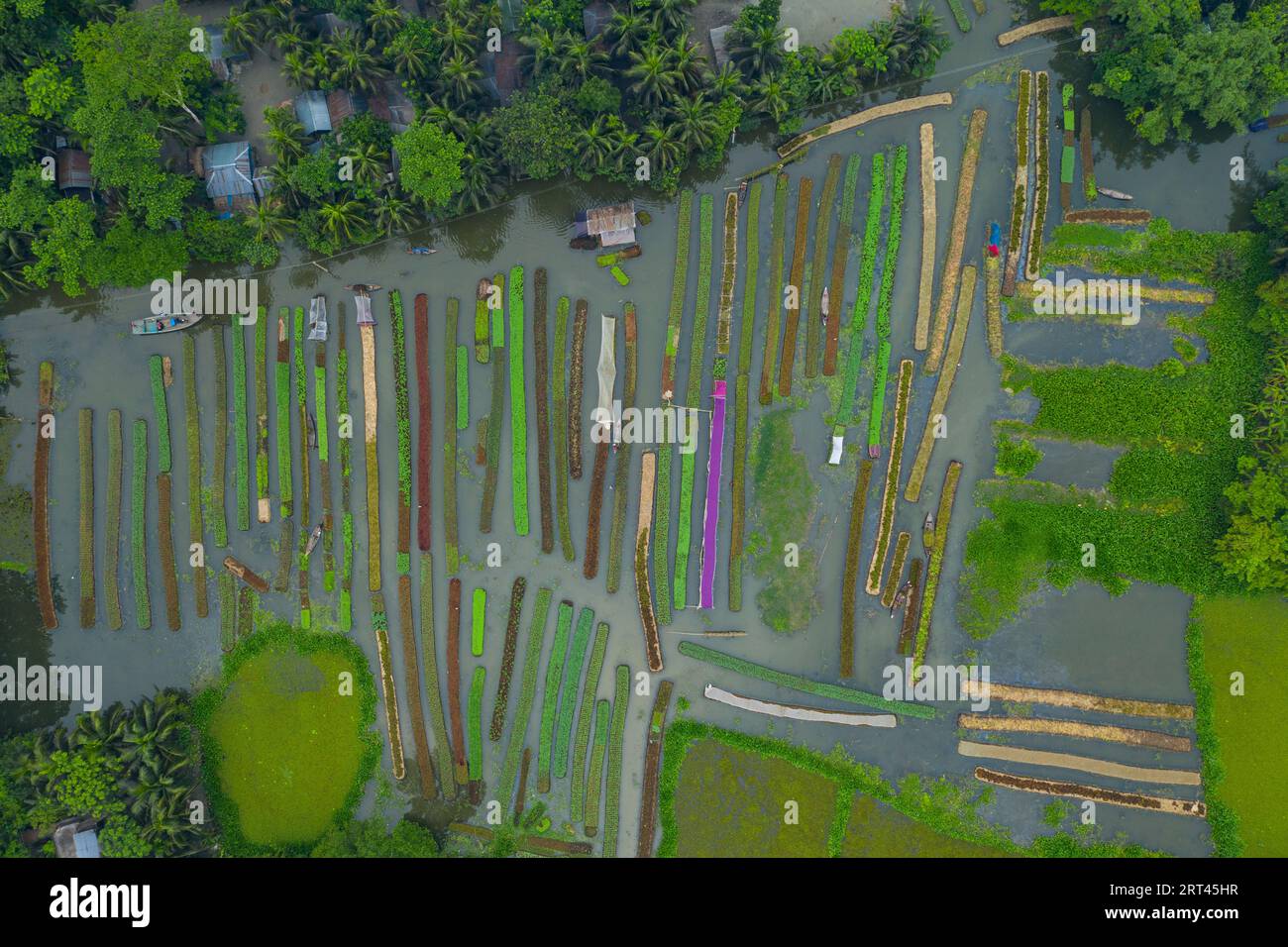 Pirojpur, Bangladesh Aerial view of Floating vegetable beds at