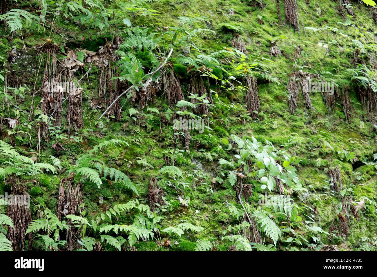 Green hills dense rainforest hi-res stock photography and images - Alamy