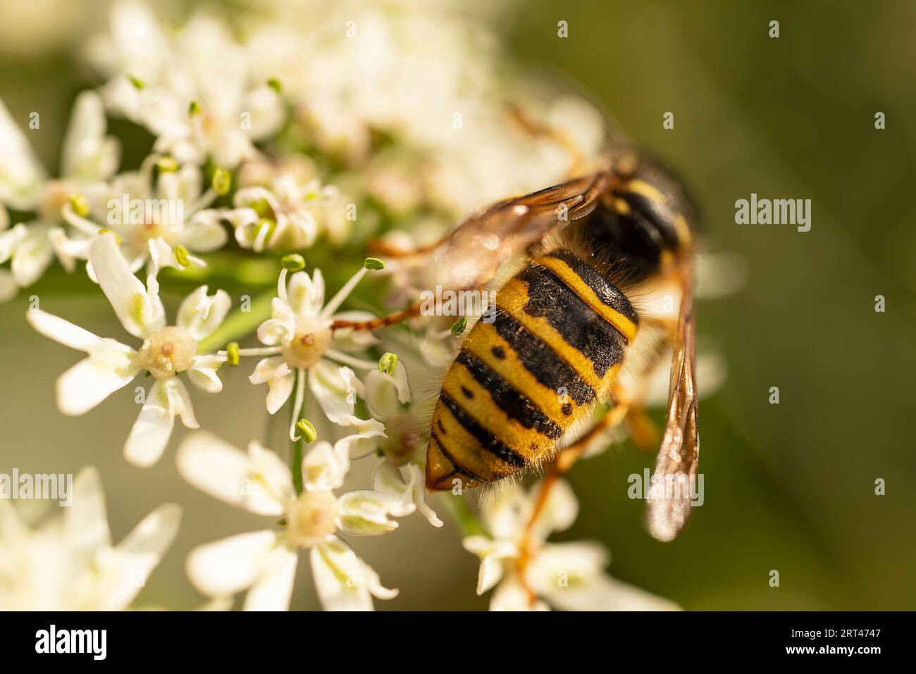 Macro photo of a wasp (Vespula) picking pollen from flowering hogweed, either a German wasp (Vespula germanica) or a common wasp (Vespula vulgaris) Stock Photo