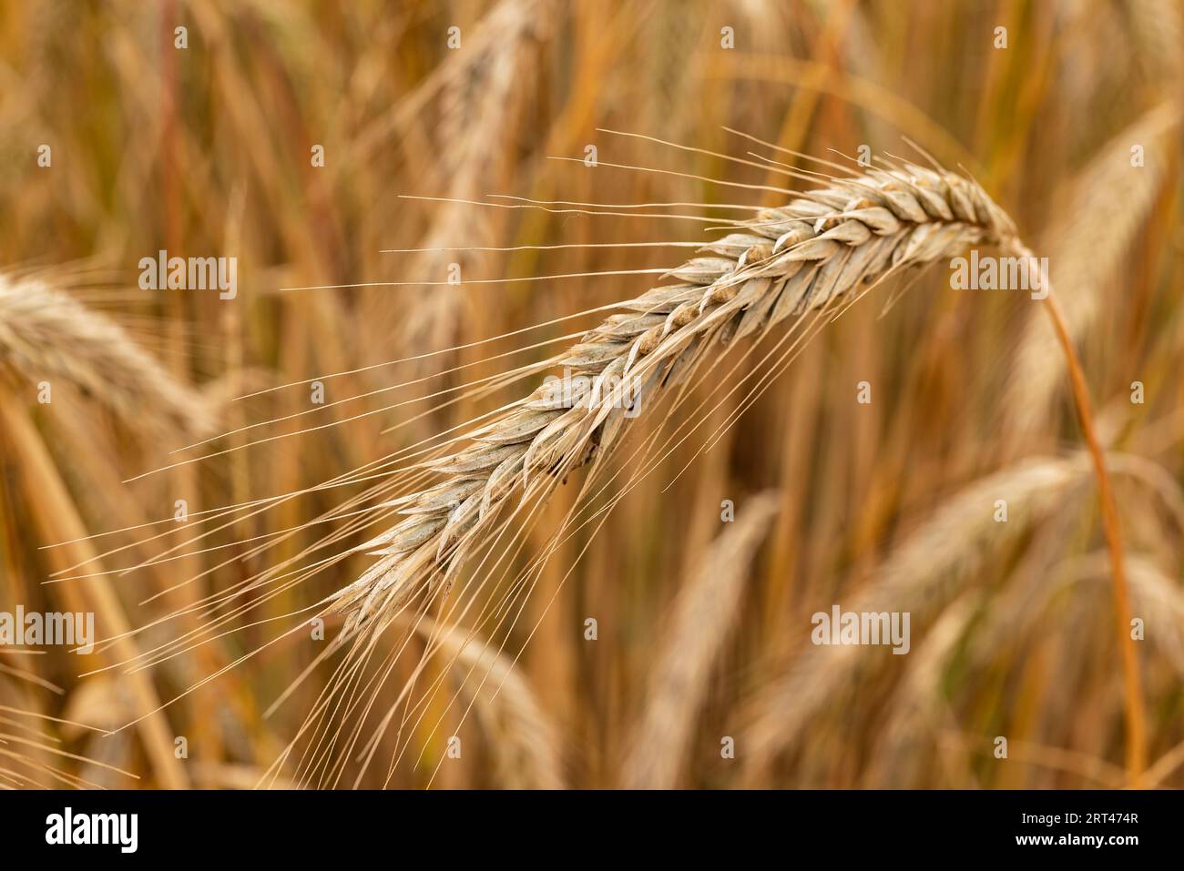 Close up of wheat ear in front of golden wheat field Stock Photo