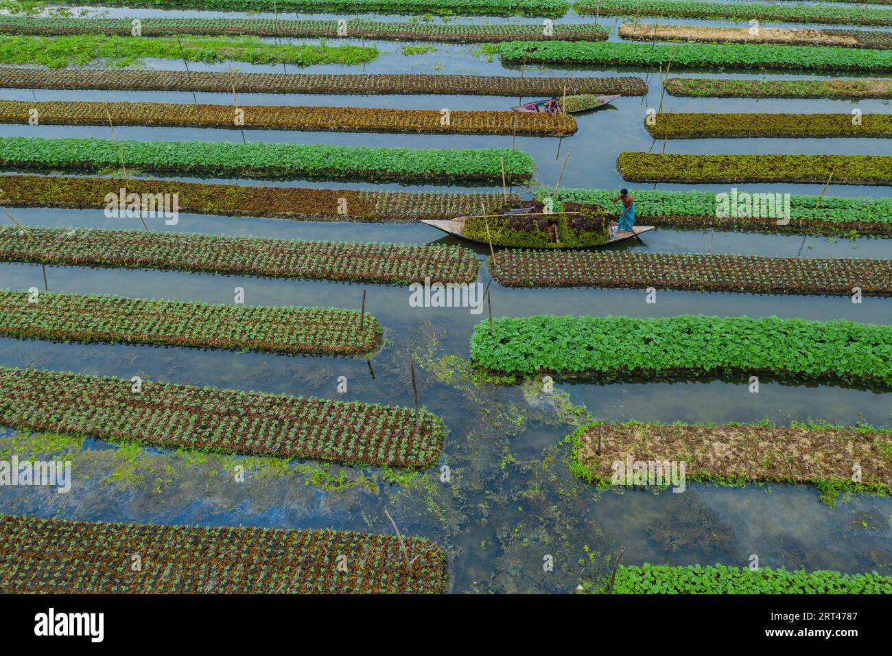 Pirojpur, Bangladesh Aerial view of Floating vegetable beds at