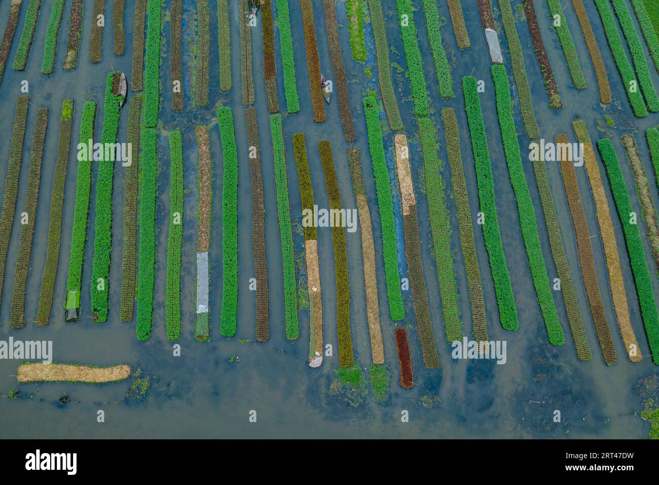 Pirojpur, Bangladesh Aerial view of Floating vegetable beds at