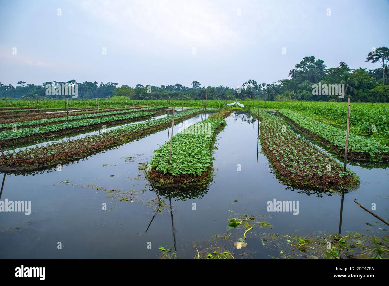 Floating vegetable beds at Najirpur in Pirojpur district of Bangladesh