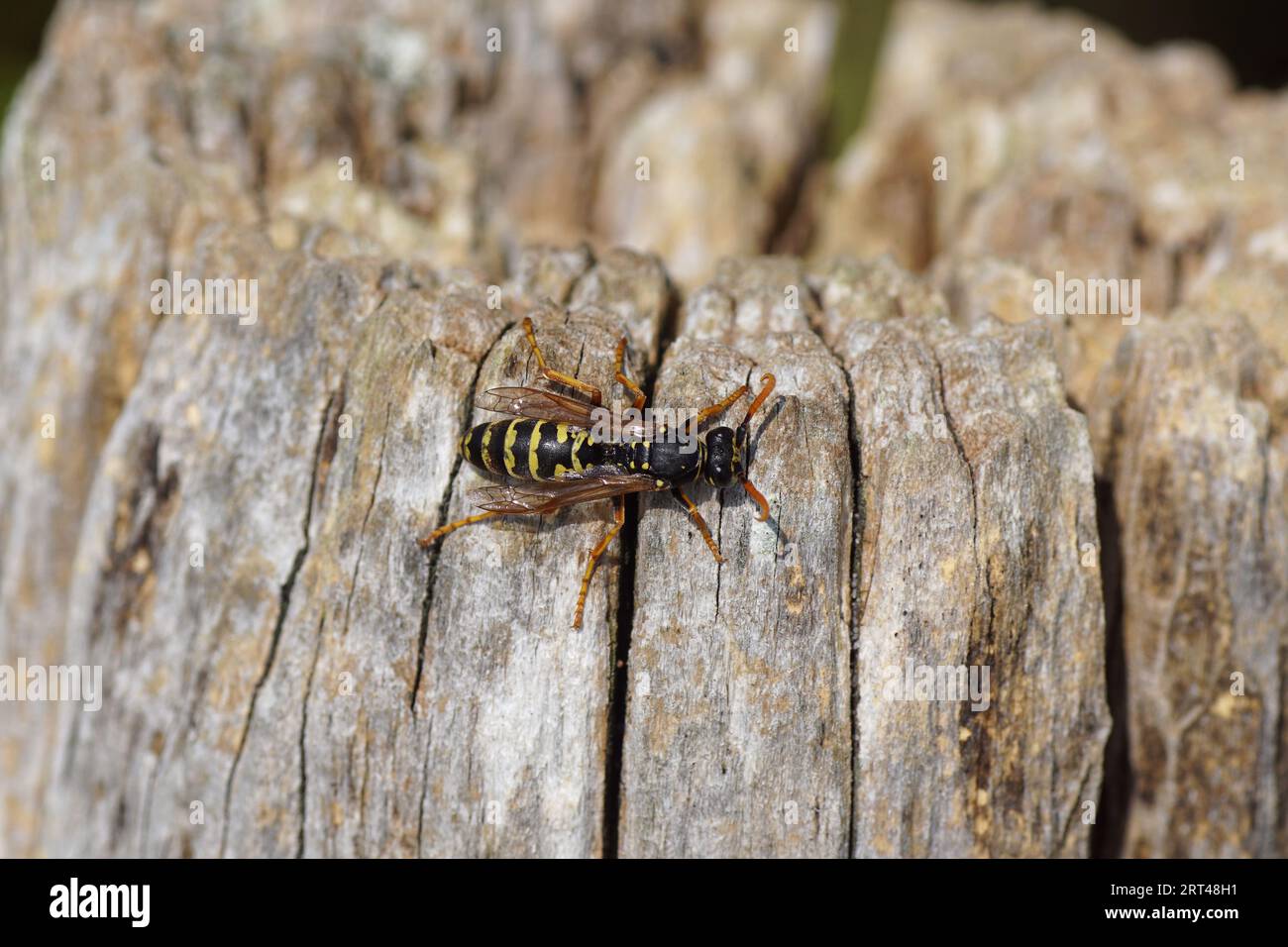 Closeup European paper wasp (Polistes dominula), subfamily Polistinae, family Vespidae. On a weathered wooden post. Late summer, September Netherlands Stock Photo