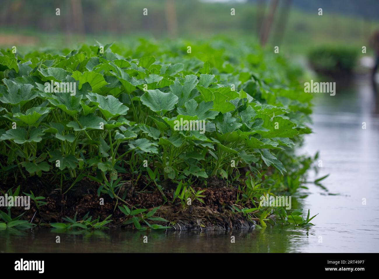 Floating vegetable beds at Najirpur in Pirojpur district of Bangladesh