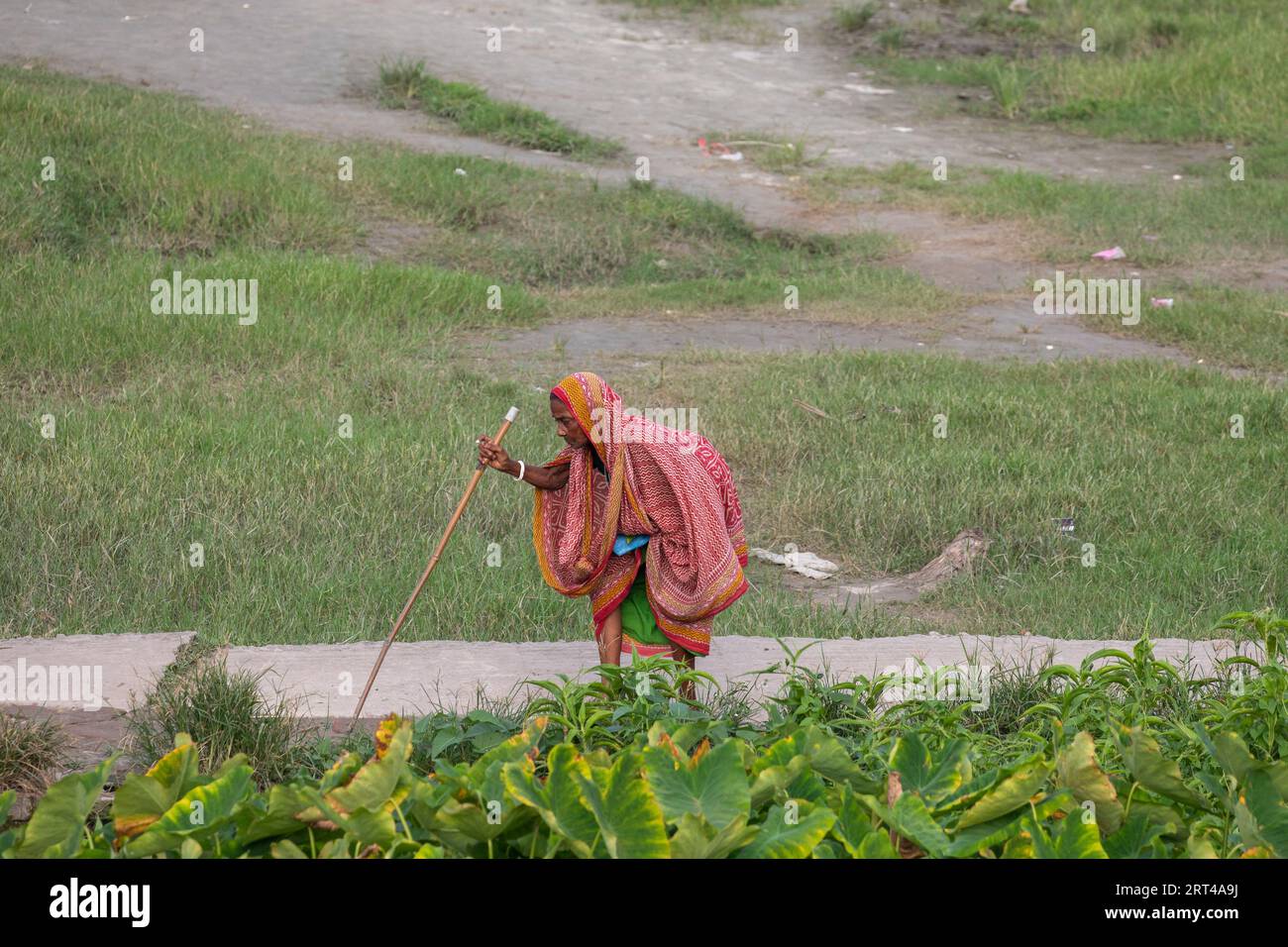 An old woman walking with a stick along a dirt road on the bank of Sandhaya River. Pirojpur, Bangladesh. Stock Photo