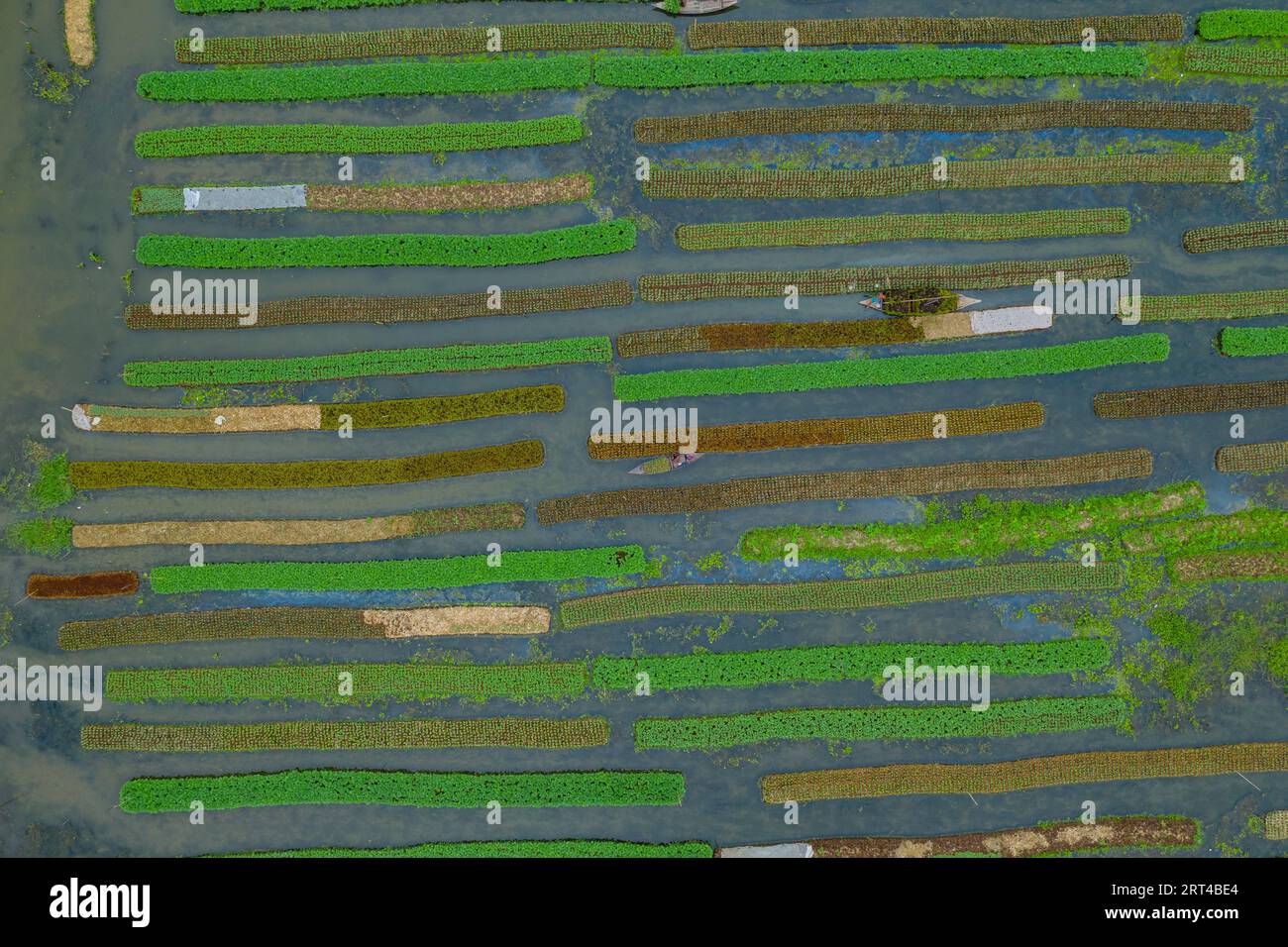 Pirojpur, Bangladesh Aerial view of Floating vegetable beds at