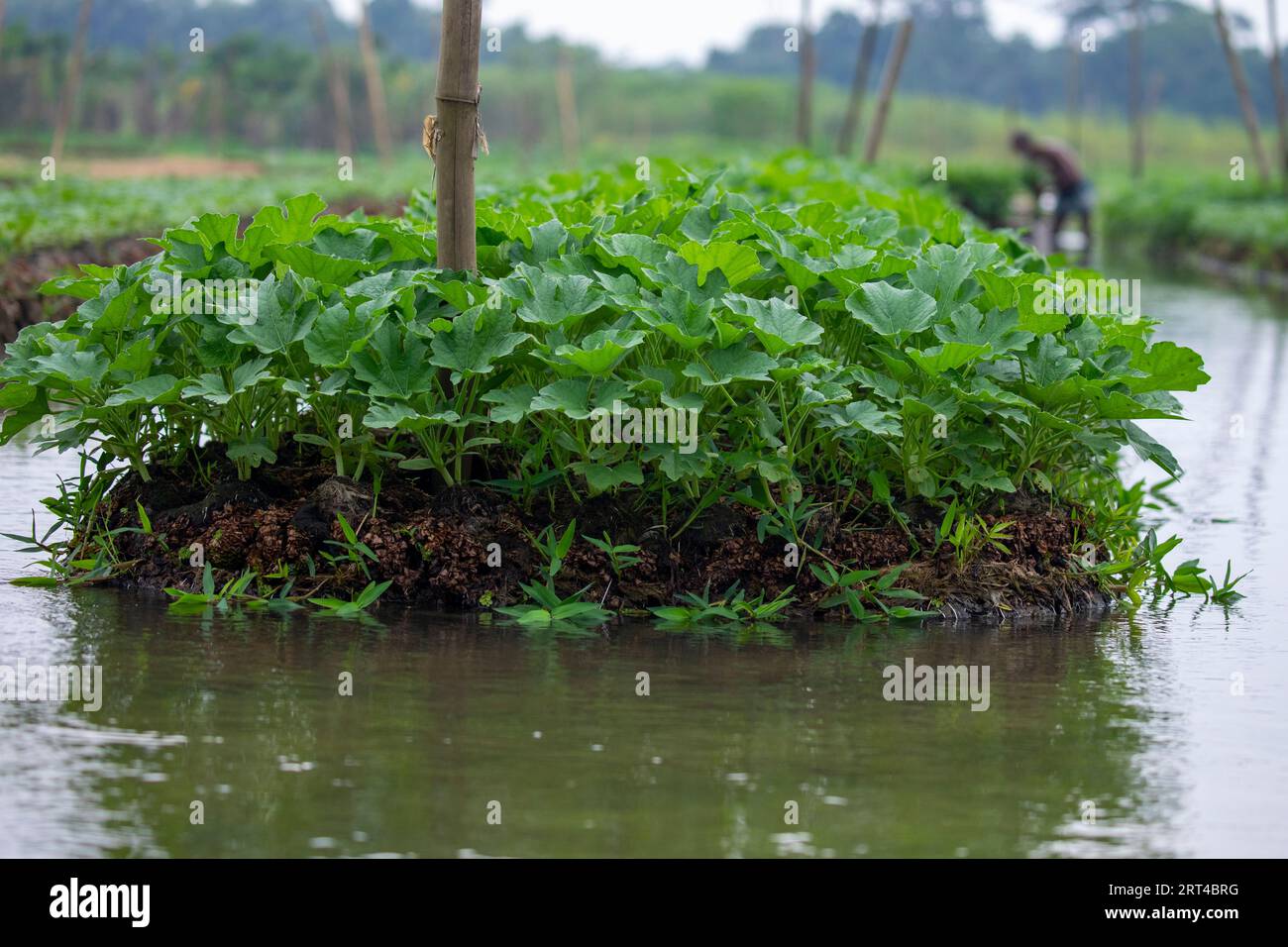 Floating vegetable beds at Najirpur in Pirojpur district of Bangladesh