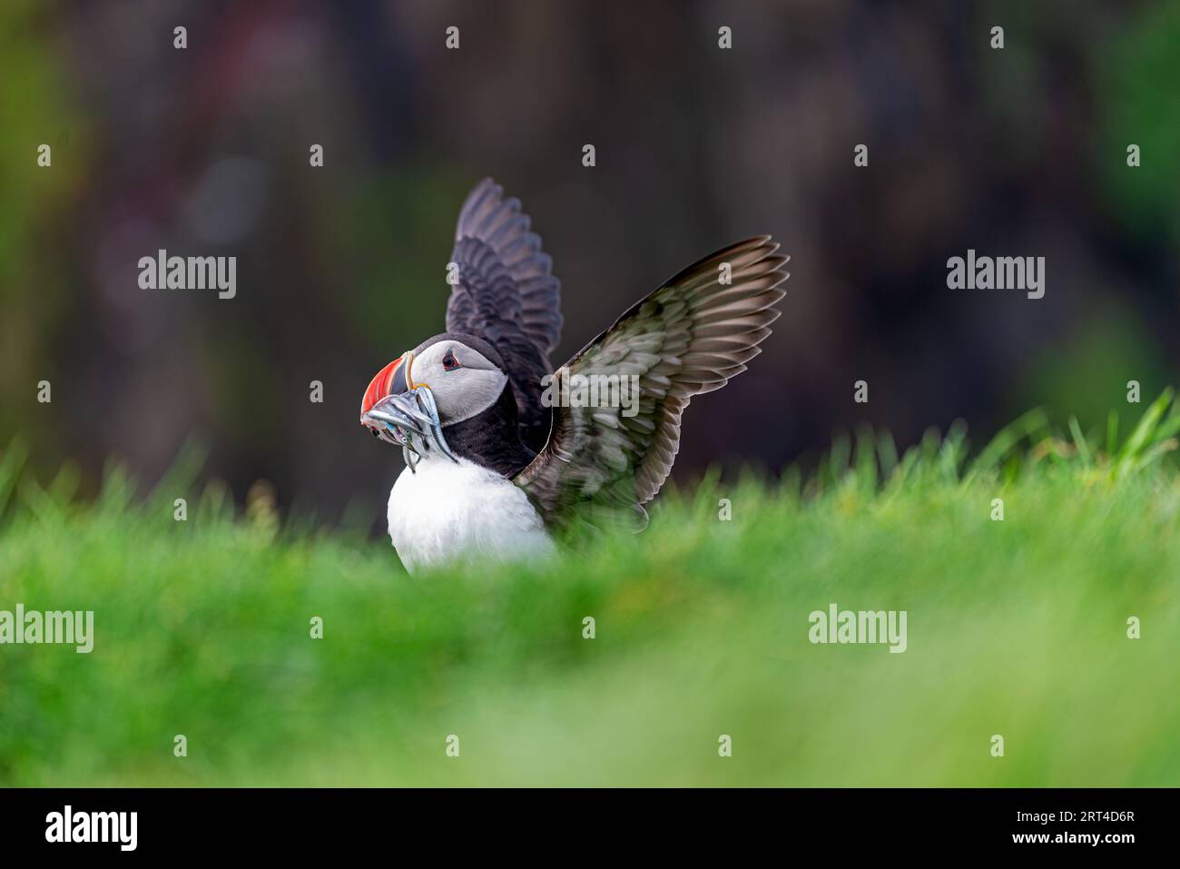 A puffin with preys on its beak on the grassy slopes of Mykines Island