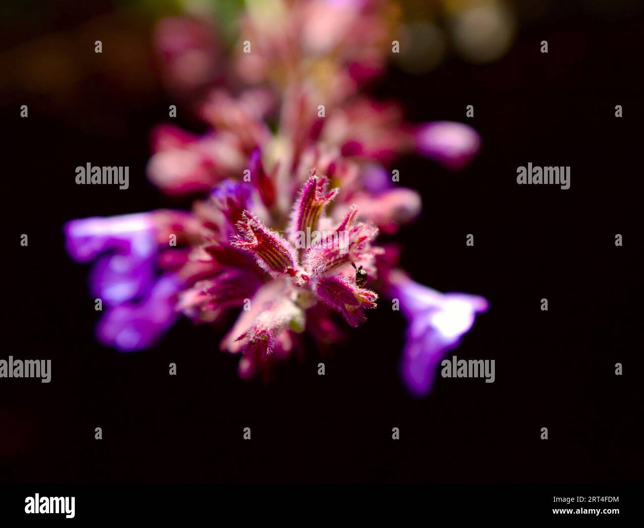 Purple plant hi-res stock photography and images - Alamy