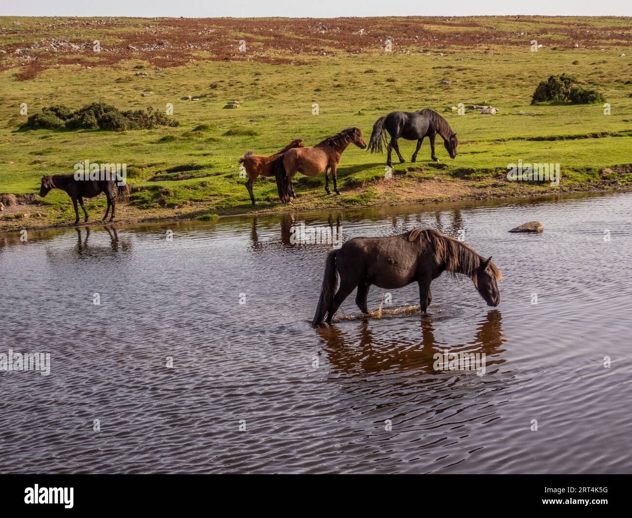 Dartmoor, Devon, England, UK. September 2023.  Wild ponies drinking at Goadstone Pond with a backdrop of Sharpitor south of Princetown on Dartmoor  a Stock Photo