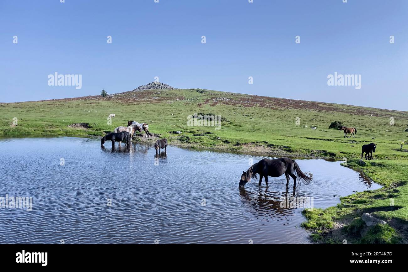 Dartmoor, Devon, England, UK. September 2023.  Wild ponies drinking at Goadstone Pond with a backdrop of Sharpitor south of Princetown on Dartmoor  a Stock Photo