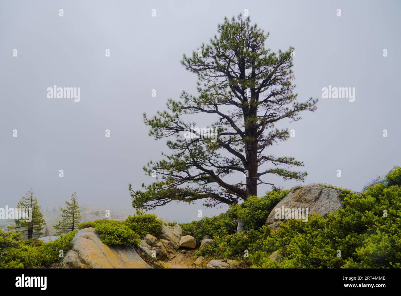 Alpine trees on top of mountain in Emigrant Wilderness Stock Photo Alamy