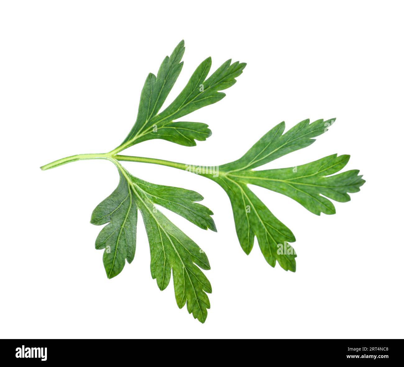 Fresh green parsley leaf isolated on white Stock Photo - Alamy
