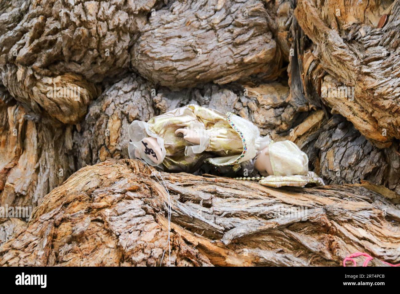 Witches tree hi-res stock photography and images - Alamy