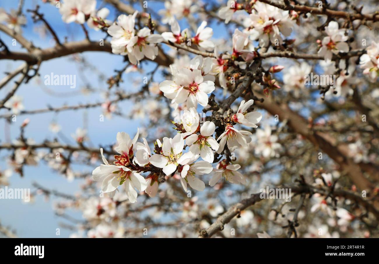 Almond blossom, California Stock Photo Alamy