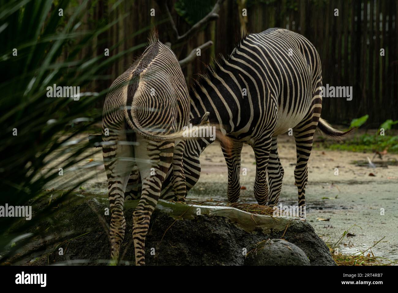 Beautiful zebra animals are eating grass, mother and child zebras are eating green lawn grass in the zoo, copy space for text Stock Photo