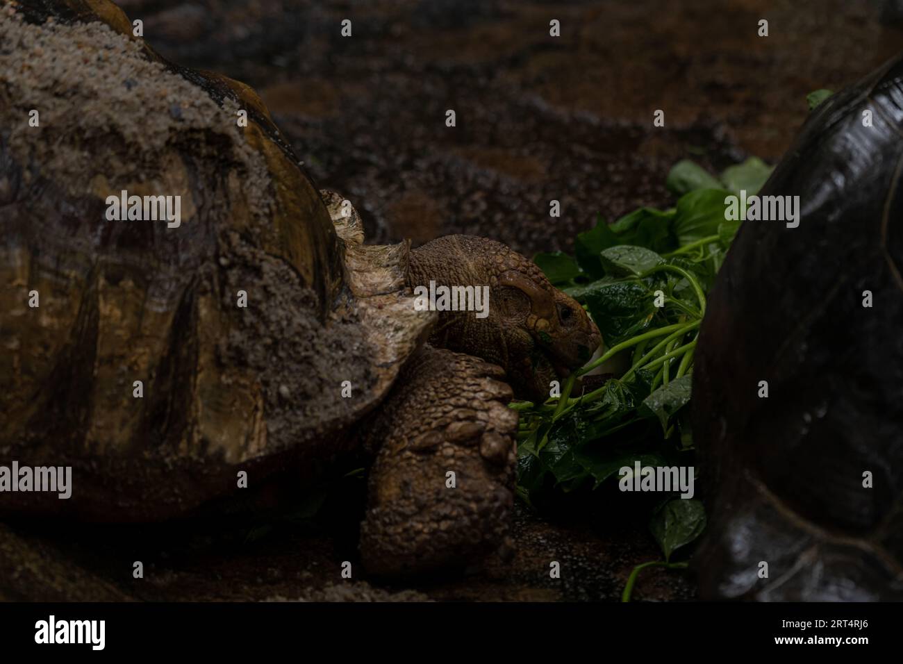 Two African Spurred Tortoises eating during the rain Centrochelys sulcata, large tortoise from