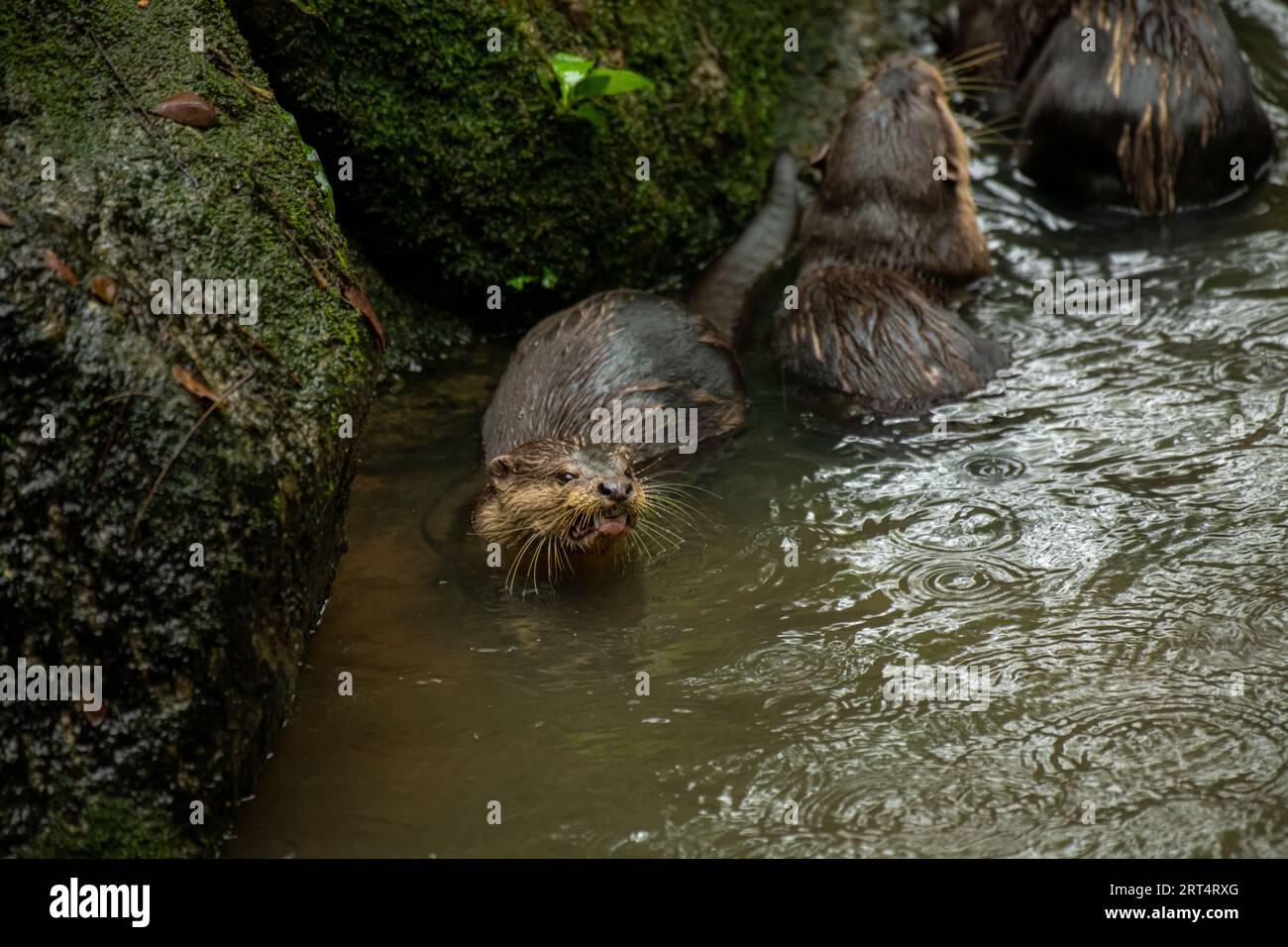 Giant otter isolated hi-res stock photography and images - Alamy
