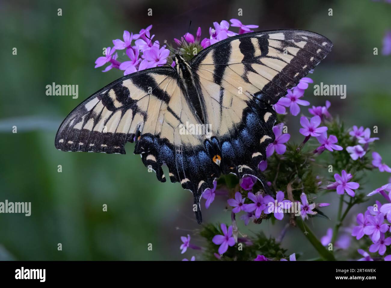 Symbiotic relationship of Eastern Tiger Swallowtail butterfly (Pamilio