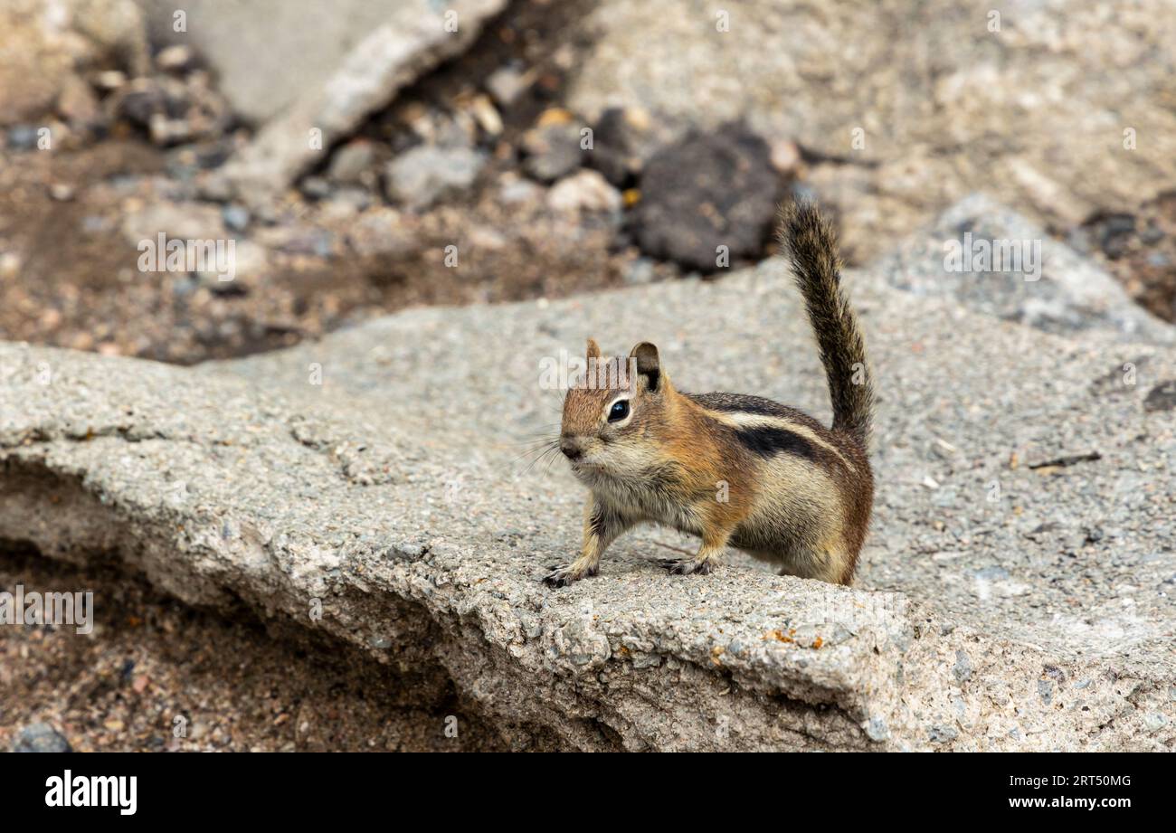 An Adorable Least Chipmunk in Rocky Mountains, Colorado Stock Photo