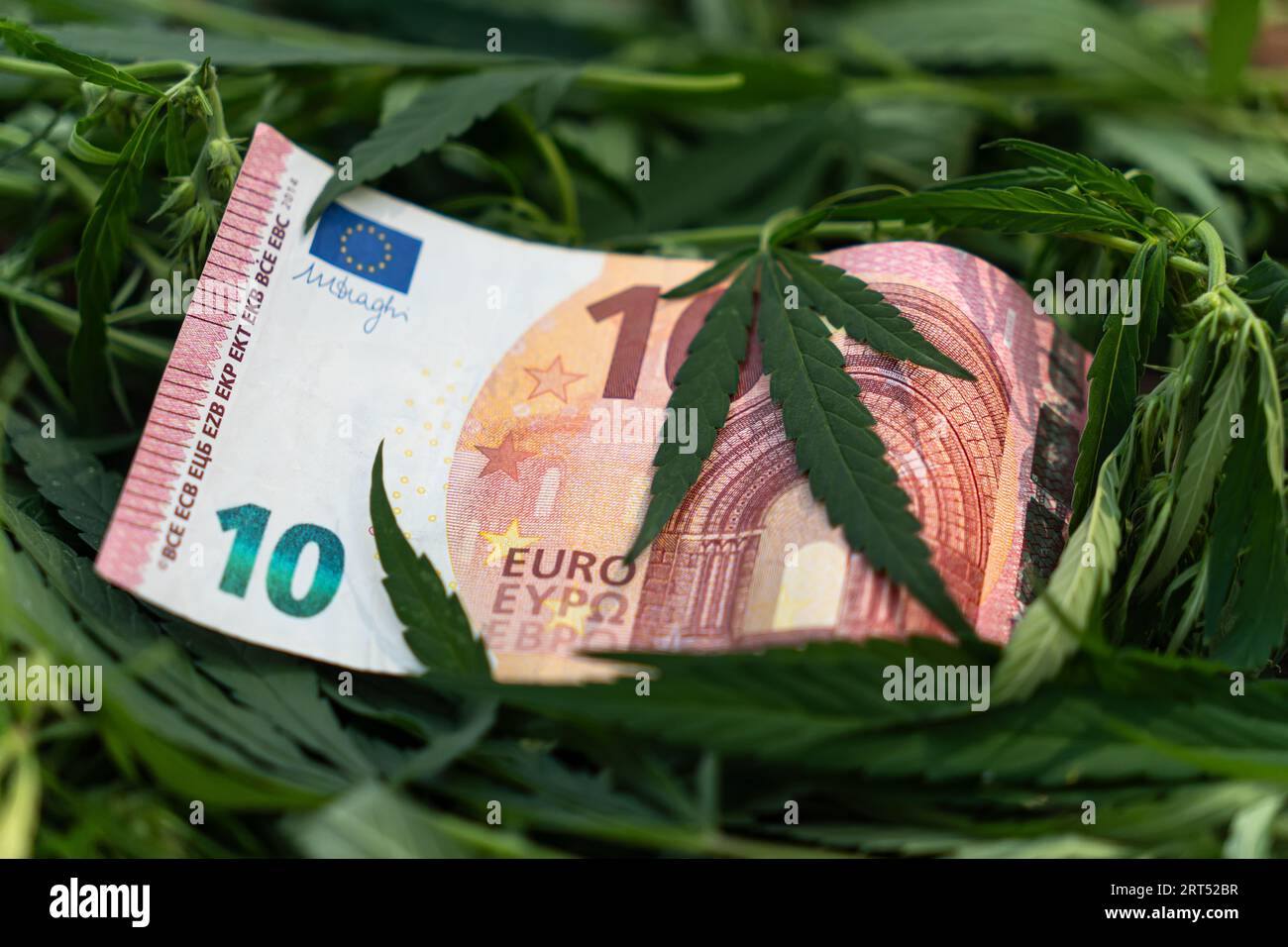 The concept of earning money for growing marijuana. Drug business. cannabis leaves and American dollars on the background. the concept of profitabilit Stock Photo