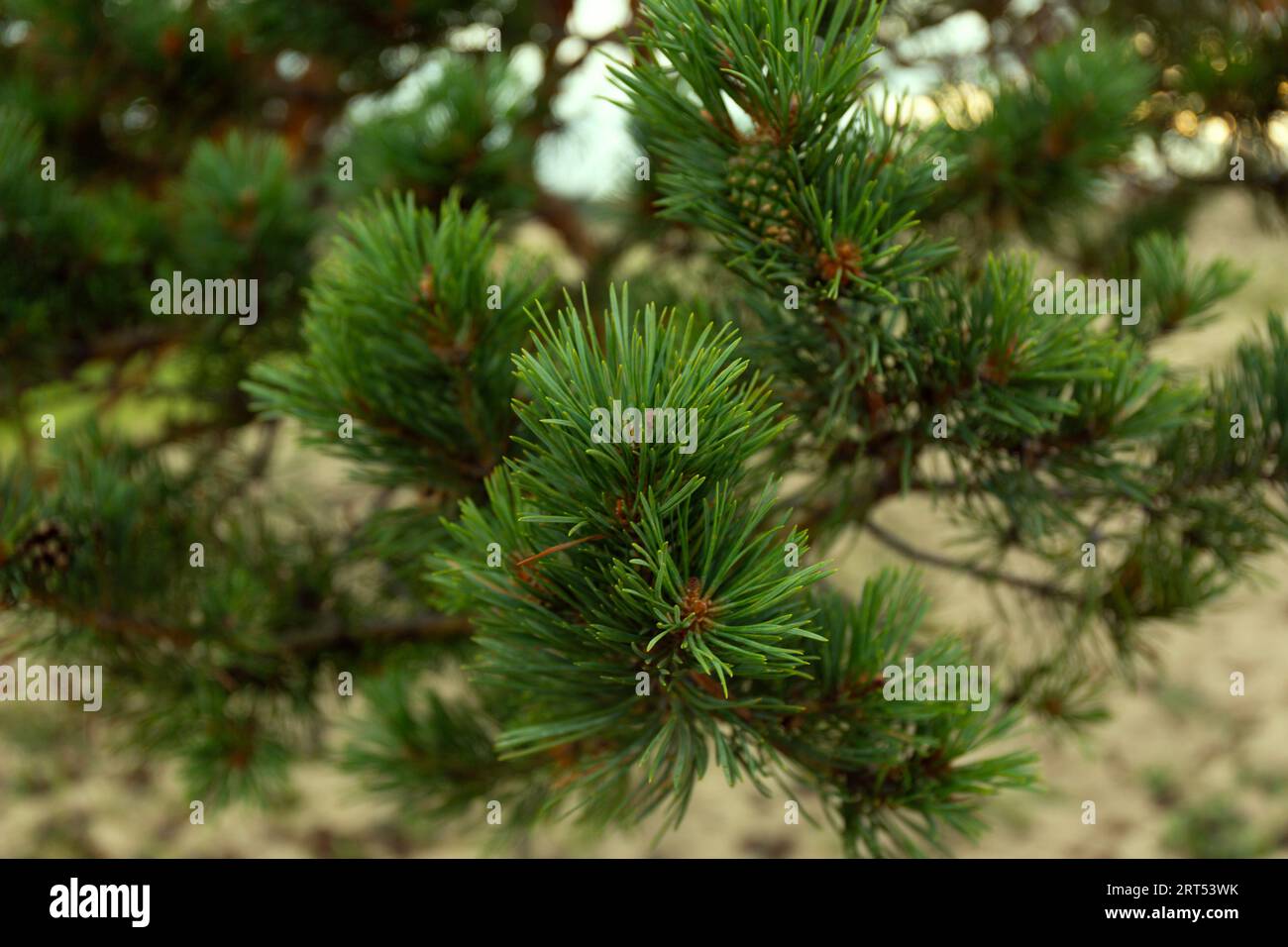 Baikal Pine Cones Close Up Soft Background Stock Photo