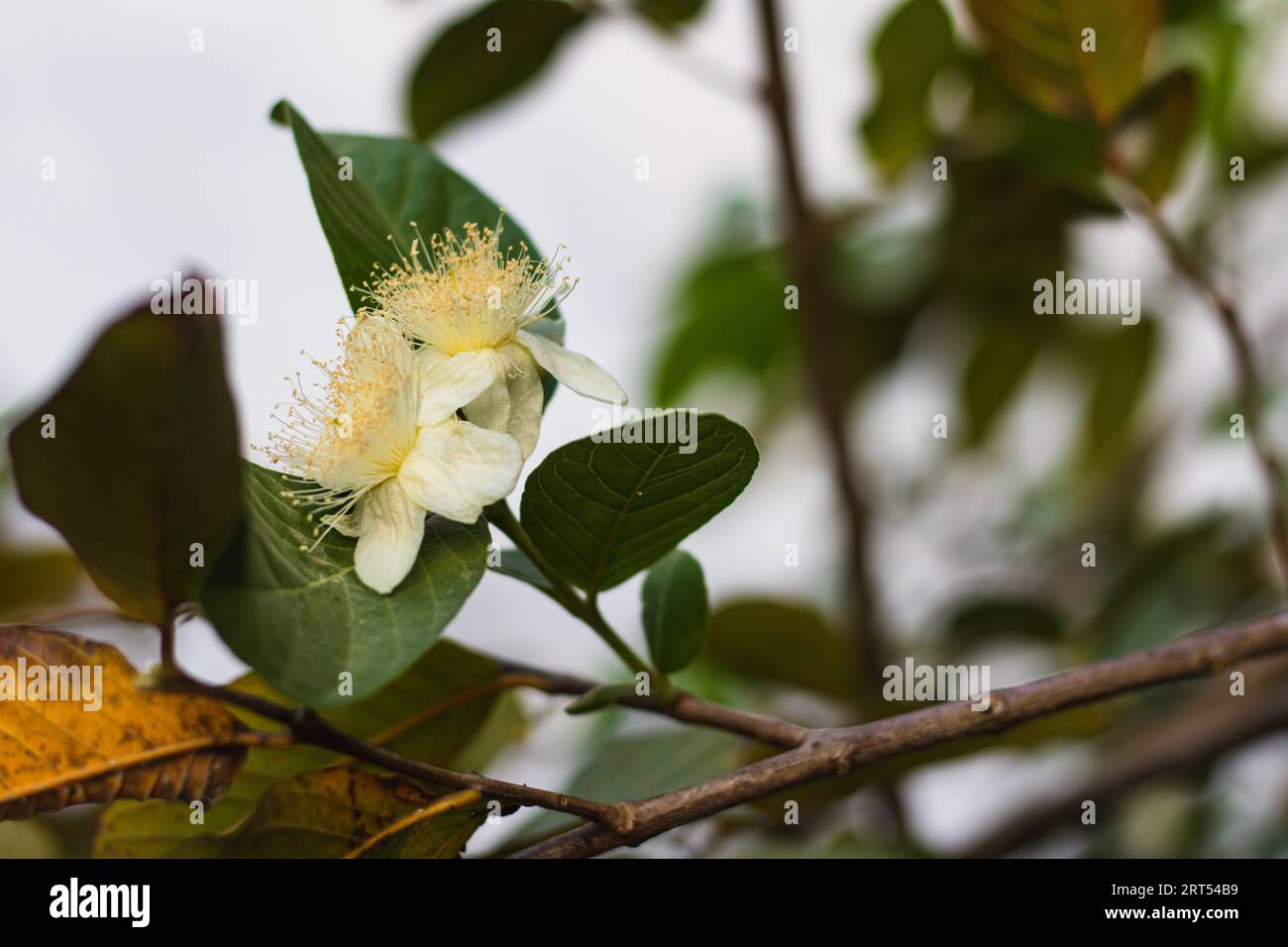 flowers bloom from guava trees Stock Photo Alamy