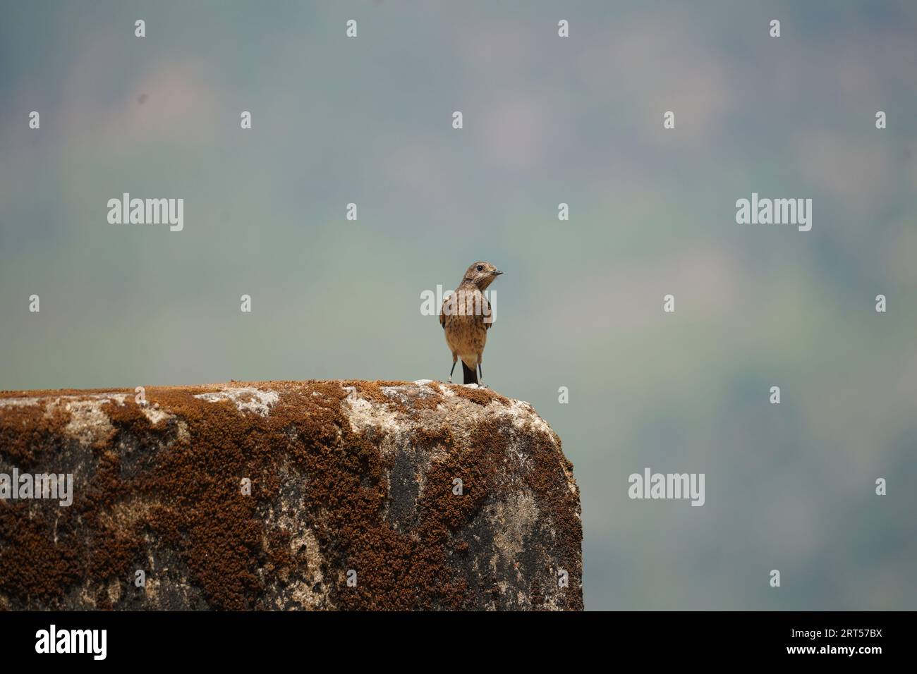 Beautiful bird sitting on a rock Stock Photo