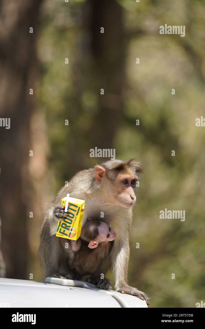 Monkey holding his baby Stock Photo