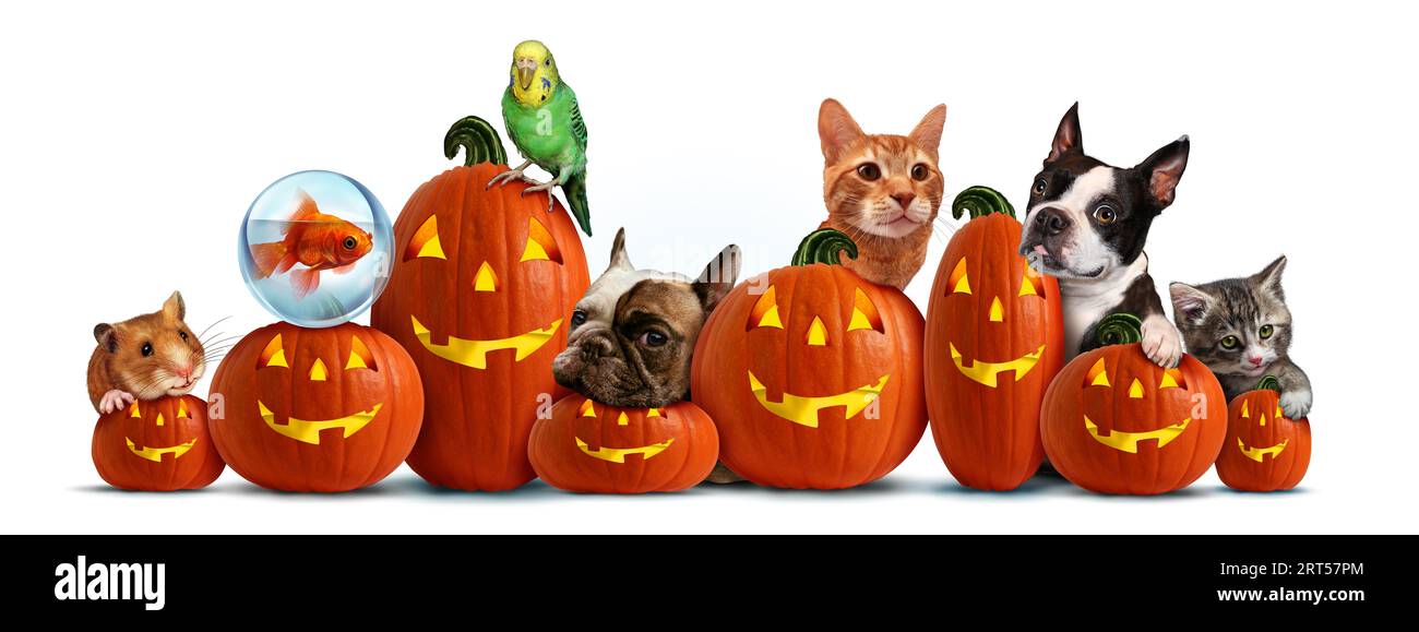Halloween and happy pets as a group of carved jack o lantern pumpkins for autumn as veterinary and veterinarian pet celebration with dogs cats hamster Stock Photo