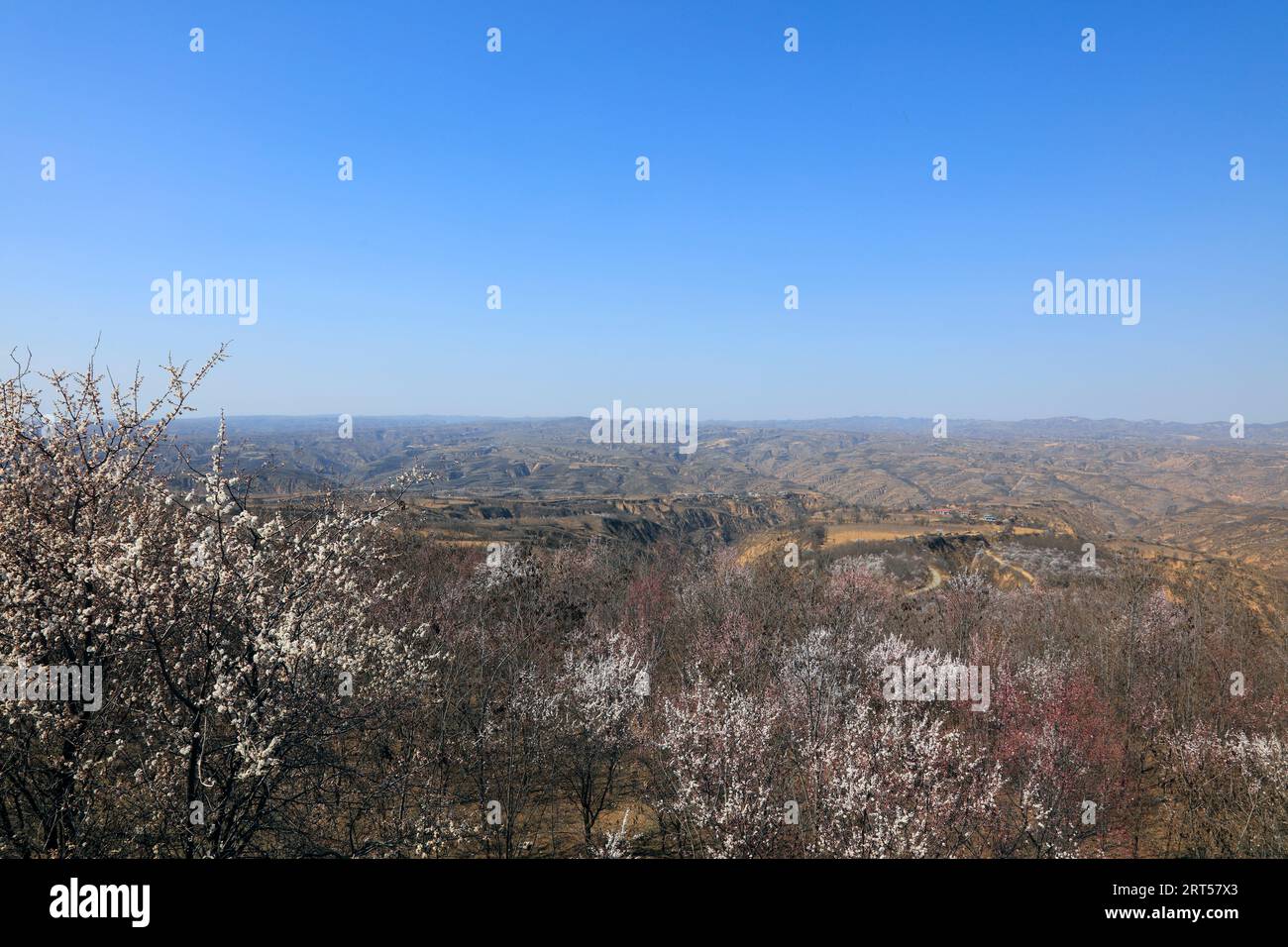 Apricot blossoms in the Loess Plateau, China Stock Photo