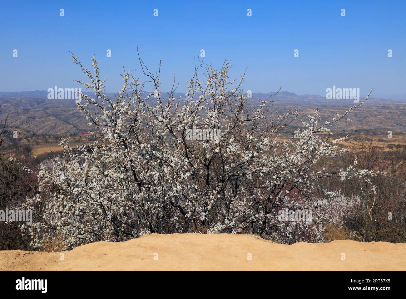Apricot blossoms in the Loess Plateau, China Stock Photo