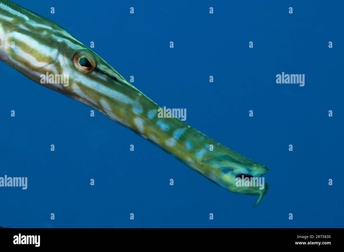 Close-up of Trumpetfish, Aulostomus chinensis, Angel's Window dive site,  Lembeh Straits, Sulawesi, Indonesia Stock Photo - Alamy