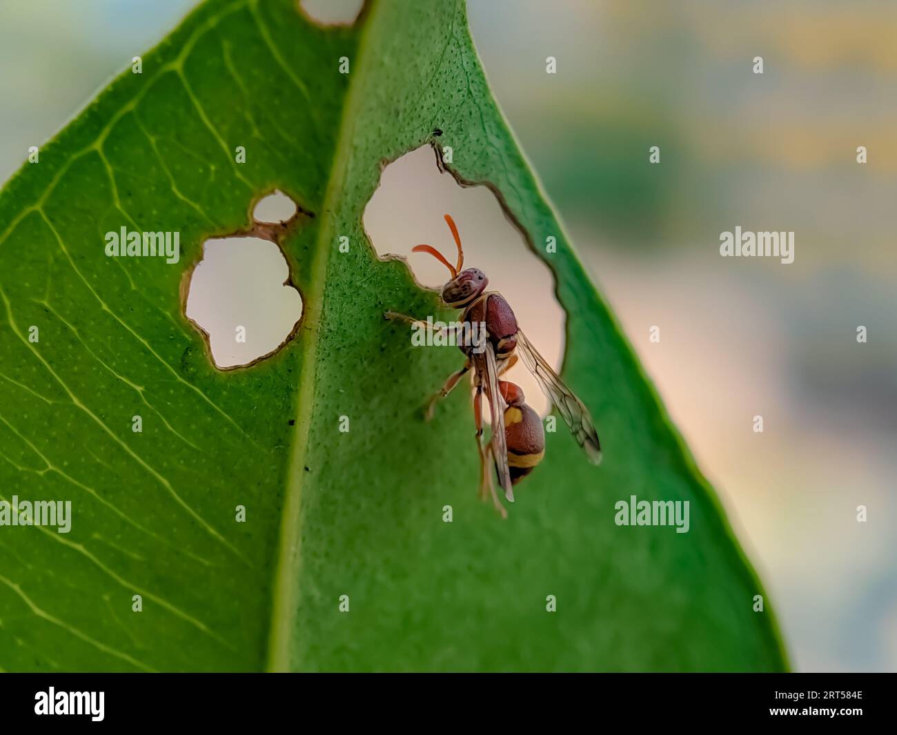 Paper wasps on green leaf. European paper wasp, Gallische Feldwespe