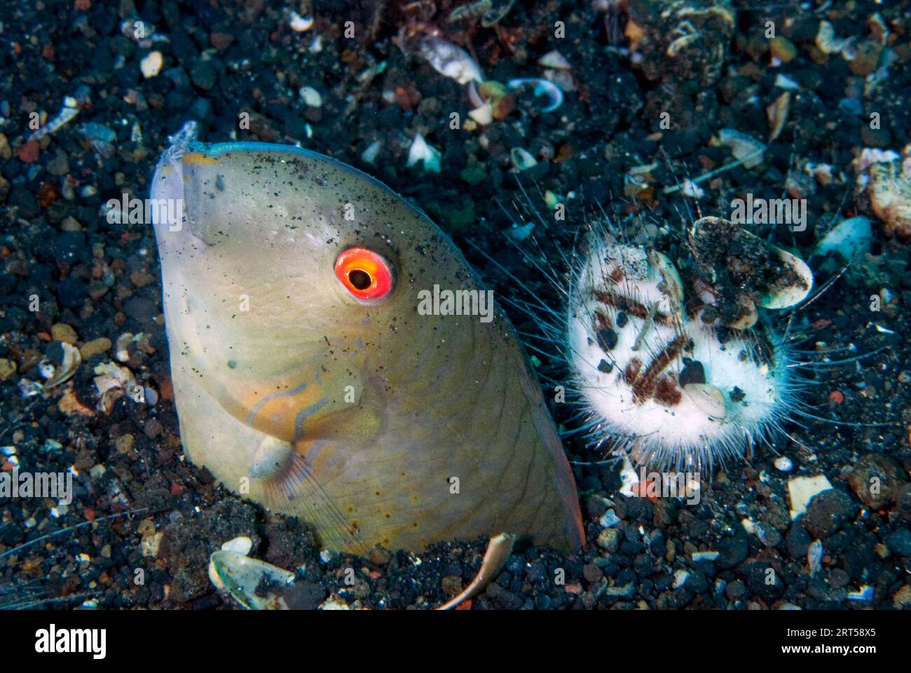 Razorfish, Iniistius sp, buried in sand, with Hearth Heart Urchin, Maretia planulata, Hairball dive site, Lembeh Straits, Sulawesi, Indonesia Stock Photo