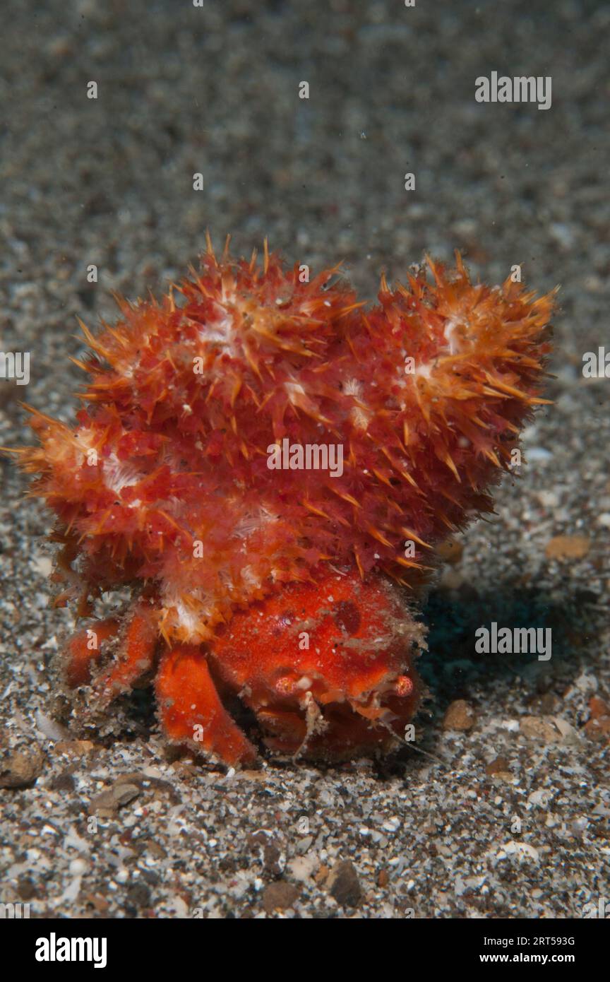 Redspot Sponge Crab, Lewindromia unidentata, using soft Coral, Dendronephthya sp, as camouflage, Pantai Parigi dive site, Lembeh Straits, Sulawesi, In Stock Photo