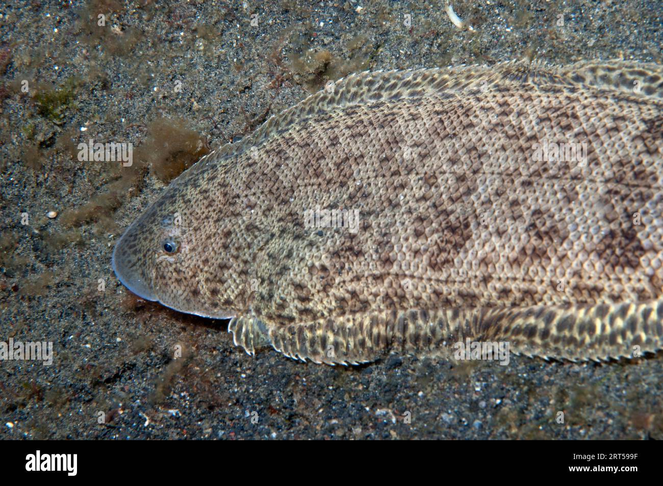 Blotched Tongue Sole (Cynoglossus puncticeps, Jahir dive site, Lembeh Straits, Sulawesi, Indonesia Stock Photo