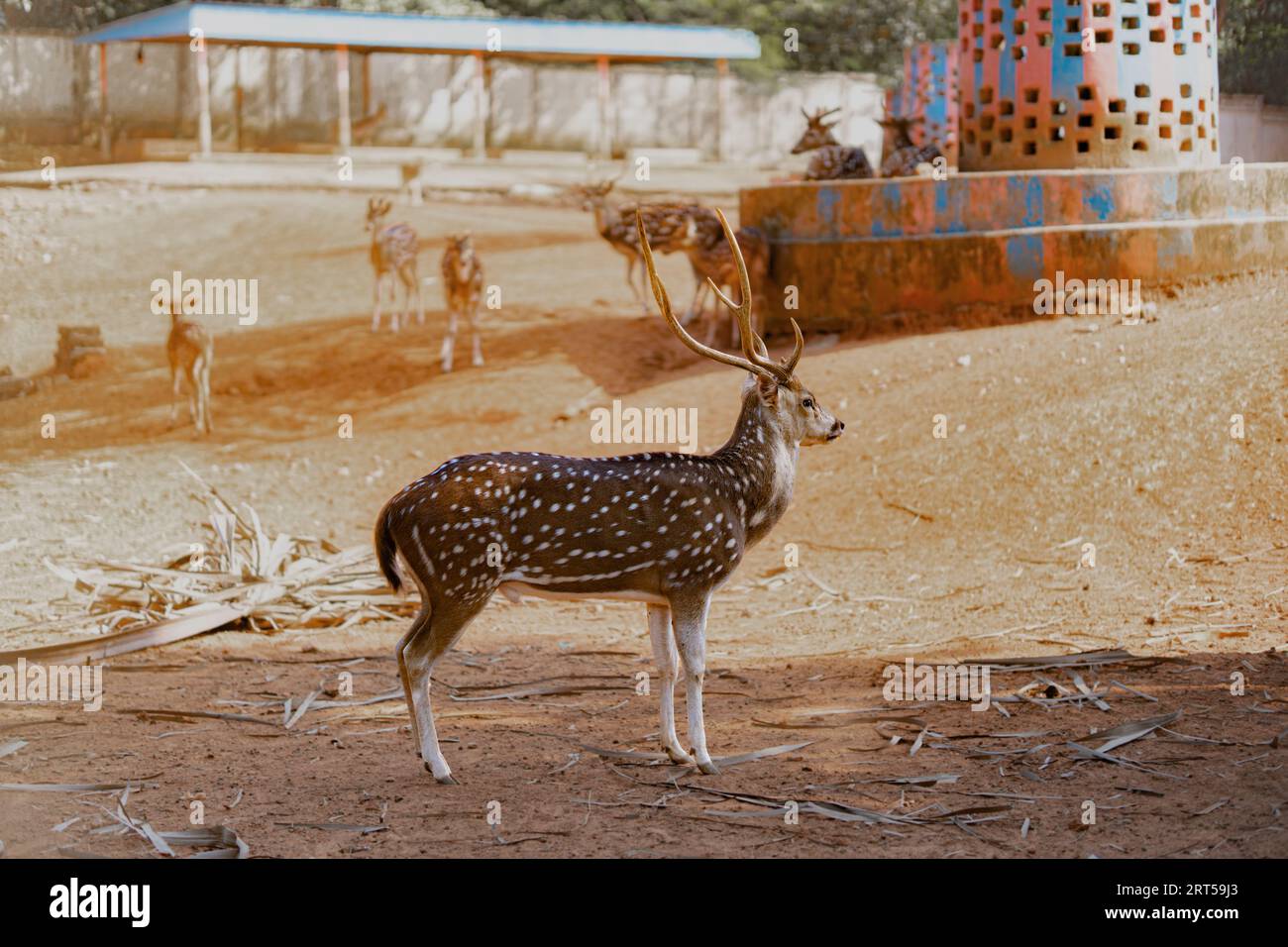 Chital or cheetal, Axis axis, spotted deers or axis deer in nature