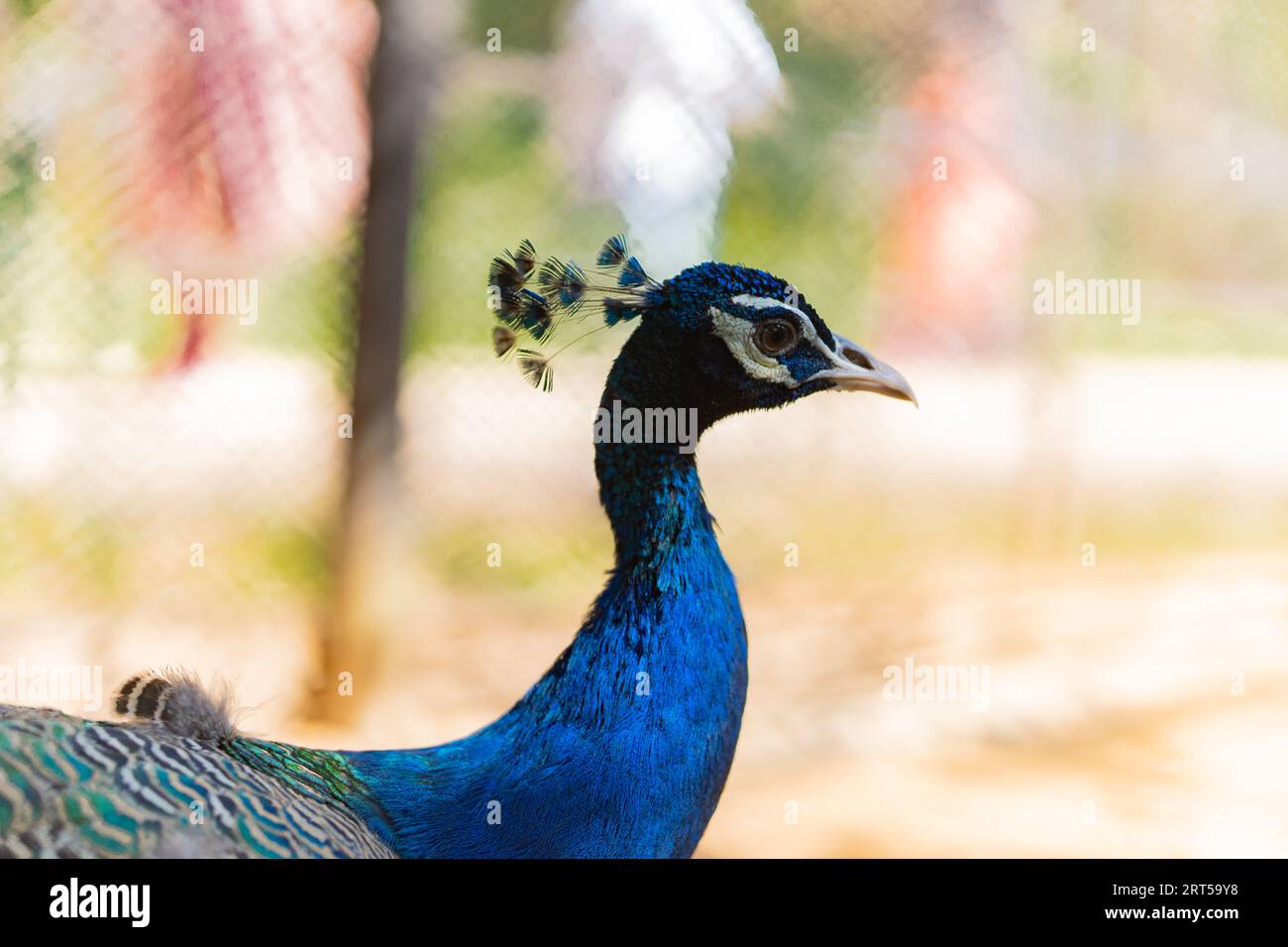 Beautiful male indian peacock showing hi-res stock photography and ...