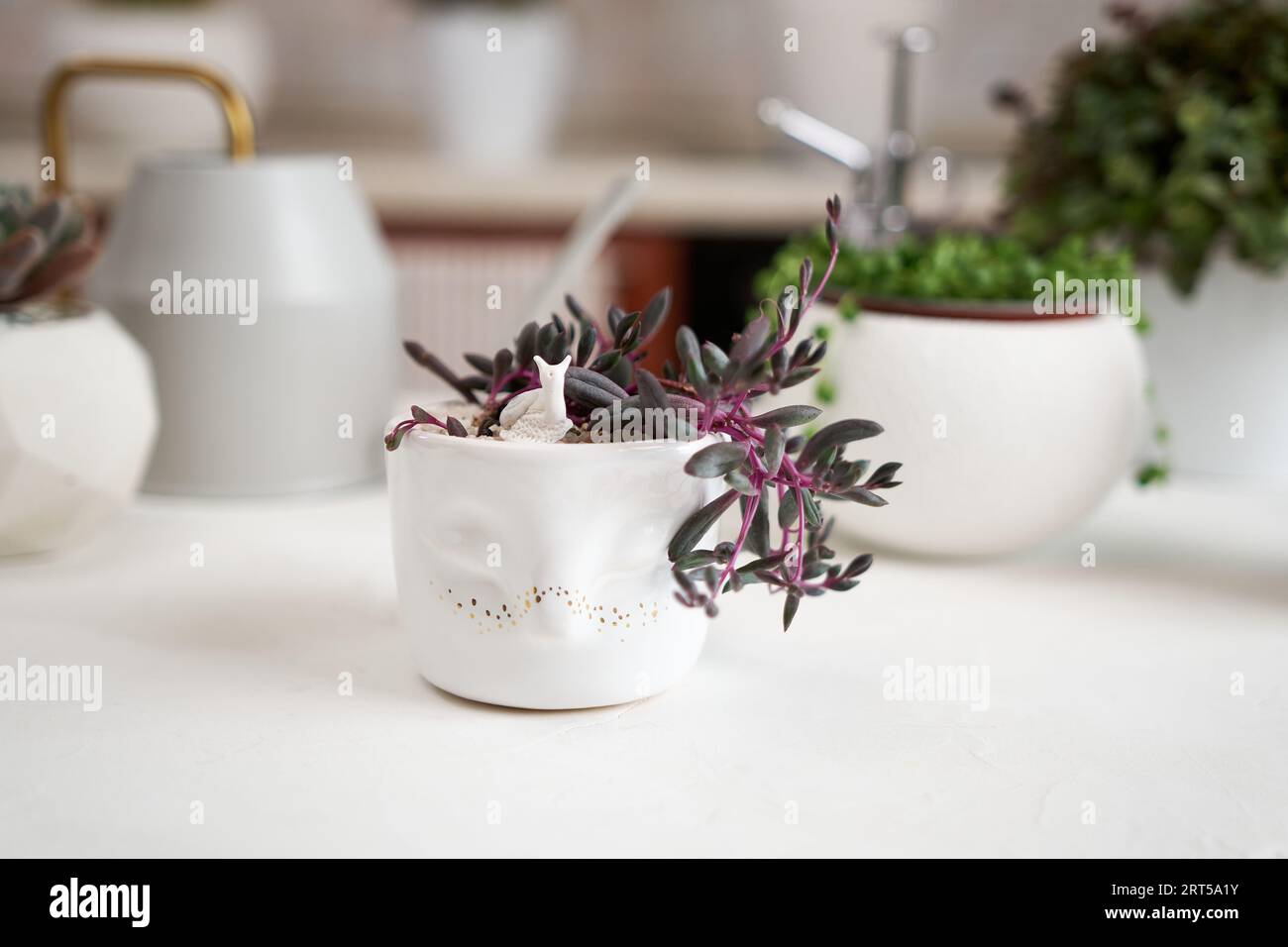 Potted othonna capensis house plant in white ceramic pot and other succulent plants on a table indoors Stock Photo