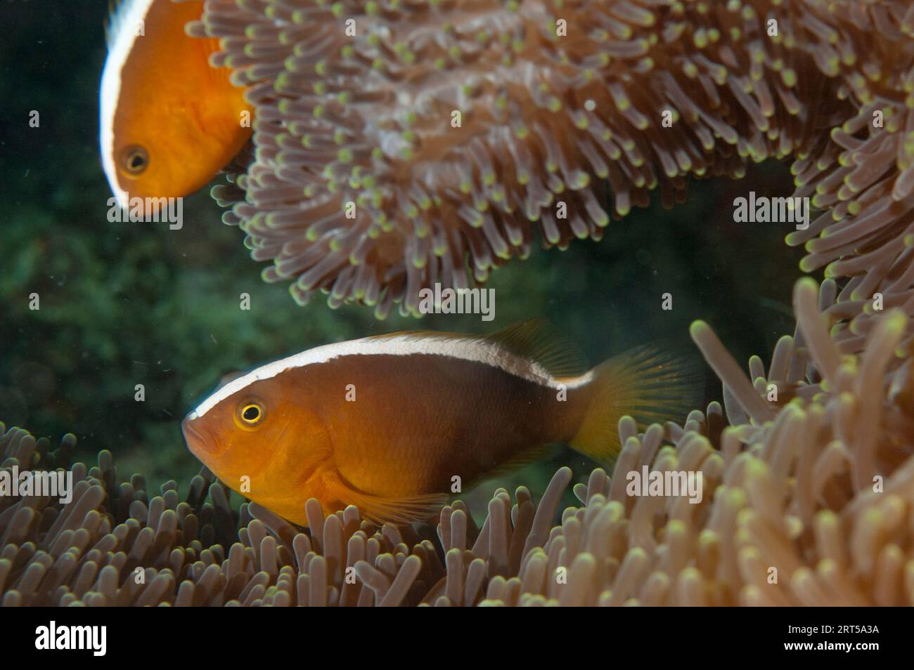 Pair of Orange Anemonefish, Amphiprion sandaracinos, in Magnificent Sea Anemone, Heteractis magnifica, Sea Grass dive site, Lembeh Straits, Sulawesi, Stock Photo