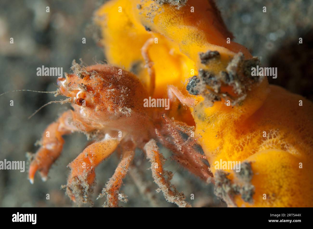 Redspot Sponge Crab, Lewindromia unidentata,using sponge, Porifera Phylum, as camouflage, night dive, TK2 dive site, Lembeh Straits, Sulawesi, Indones Stock Photo