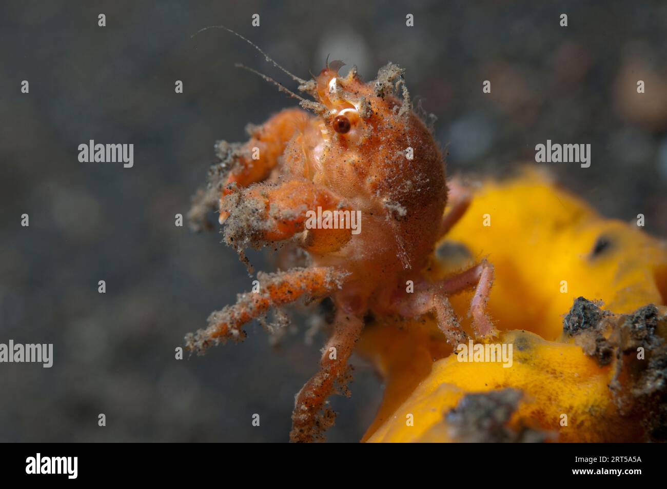 Redspot Sponge Crab, Lewindromia unidentata,using sponge, Porifera Phylum, as camouflage, night dive, TK2 dive site, Lembeh Straits, Sulawesi, Indones Stock Photo
