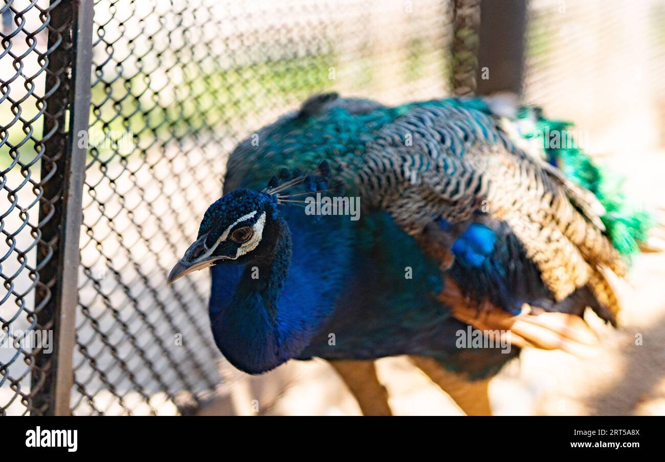 Beautiful male indian peacock showing hi-res stock photography and ...