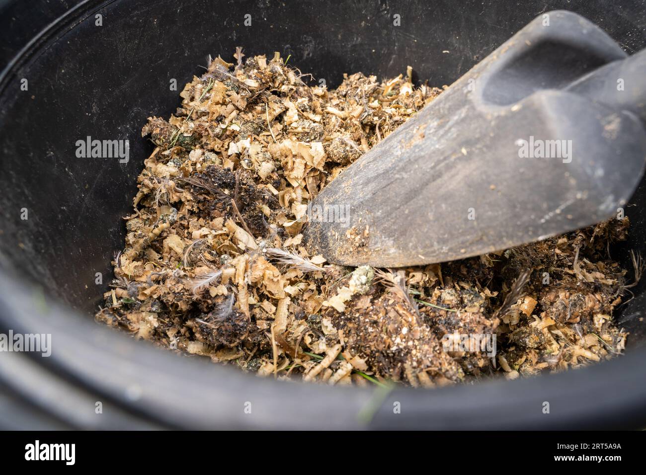 Wood sawdust with bird droppings in a bucket closeup. Using chicken