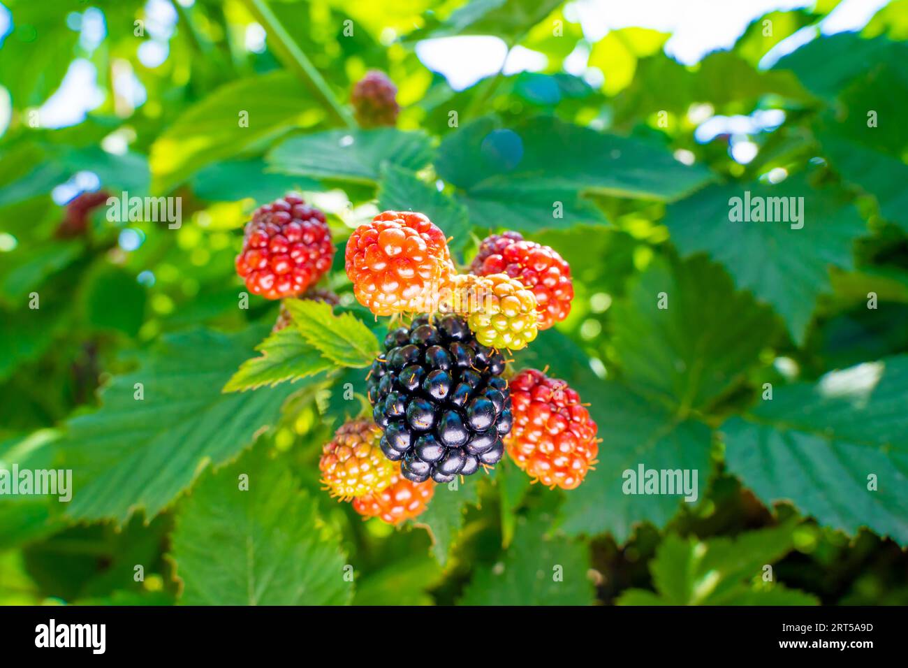 Berry brambles grow on a plantation in summer closeup, sunny Stock