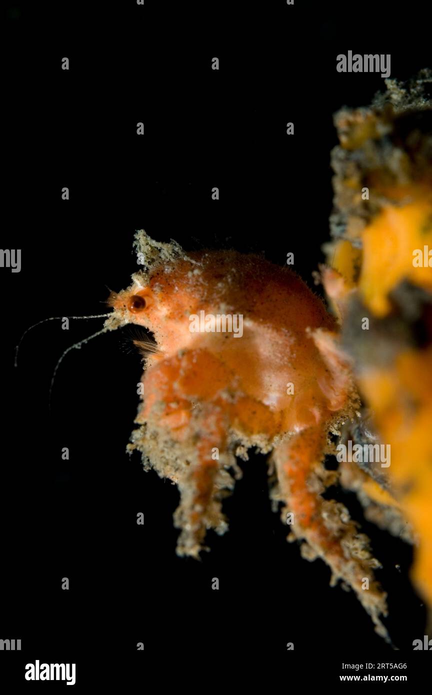 Redspot Sponge Crab, Lewindromia unidentata,using sponge, Porifera Phylum, as camouflage, night dive, TK2 dive site, Lembeh Straits, Sulawesi, Indones Stock Photo