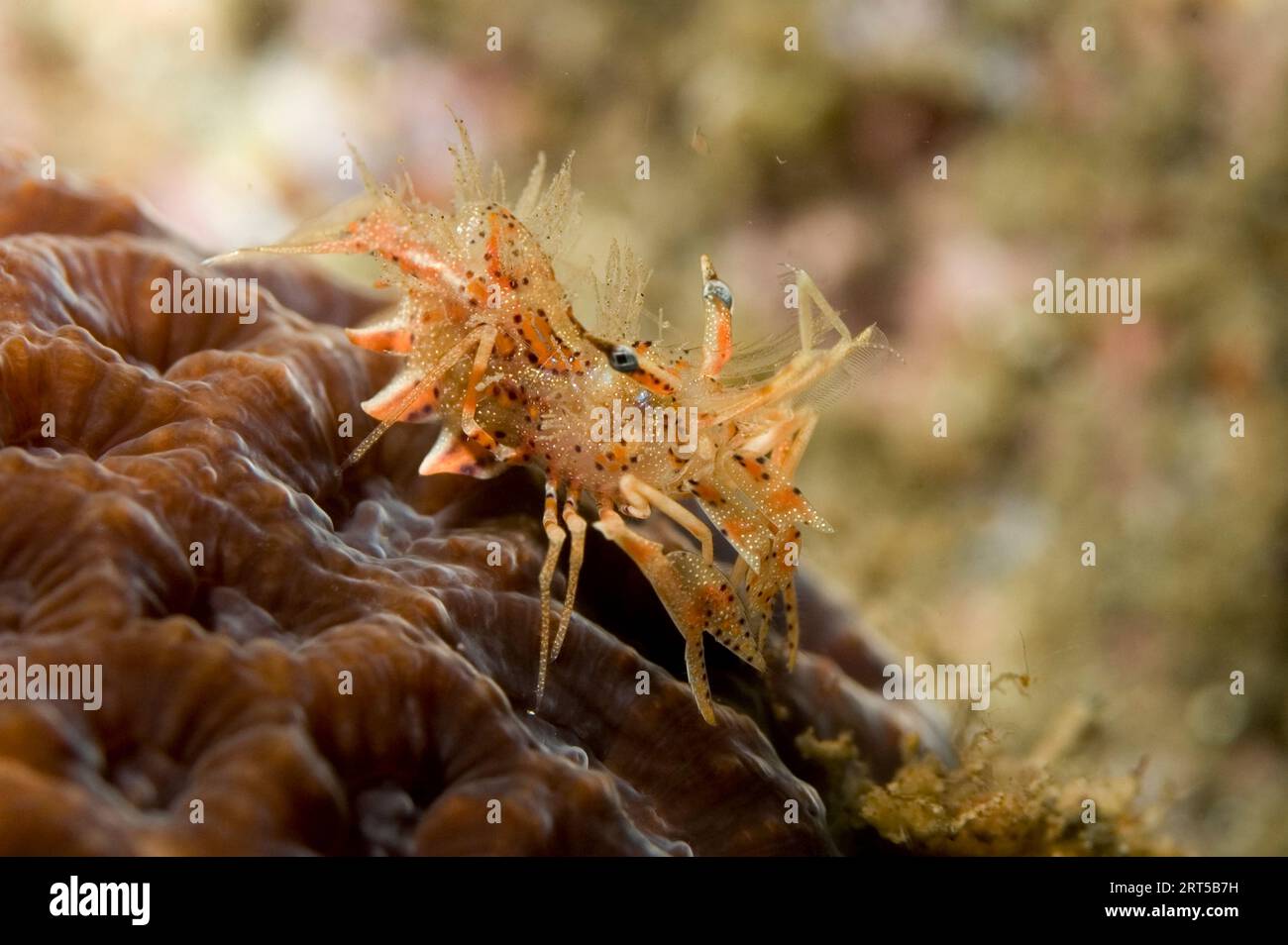 Tiger Shrimp, Phyllognathia ceratophthalmus, on coral, Night dive, Nudi ...